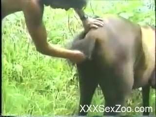 Classic zoophilia scenes with addicted to porn models