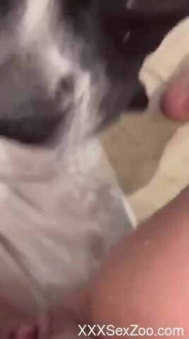 Dog licks woman's wet pussy and makes her feel great