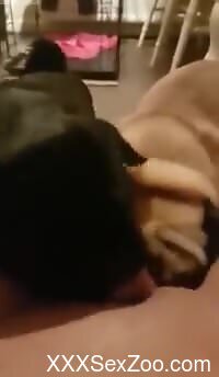 Puffy dog licks the woman's pussy in dirty scenes