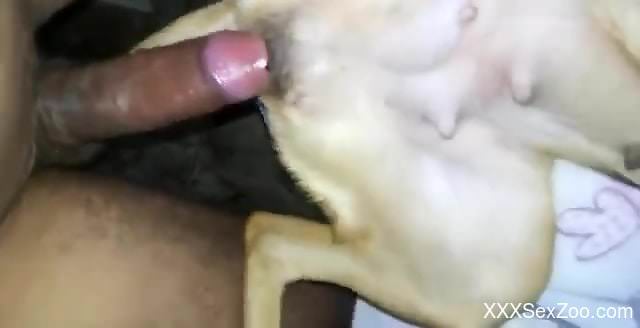 Dirty dog hole getting wrecked by a stiff penis