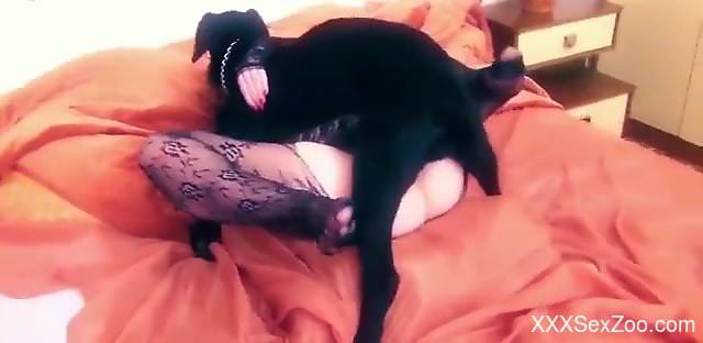 Black dog drilling a chubby chick's delicious cunt