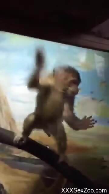 Amateur man feels sexually aroused seeing the monkey dick