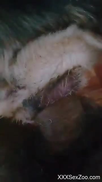 Dude shoves his meaty cock in a tight animal hole