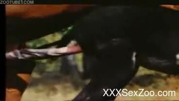 Hot scenes of rough horse porn caught on cam by amateur