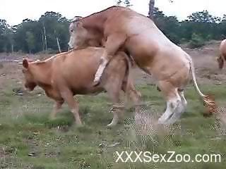 Outdoors zoo sex video featuring cows, cocks, and bulls