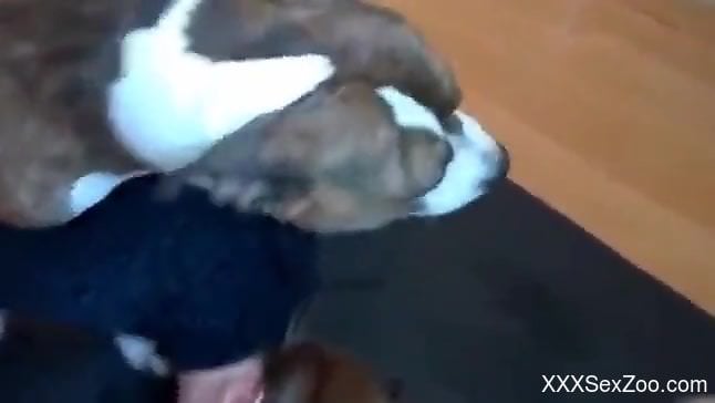 Flexible lady getting rammed by a twisted doggo