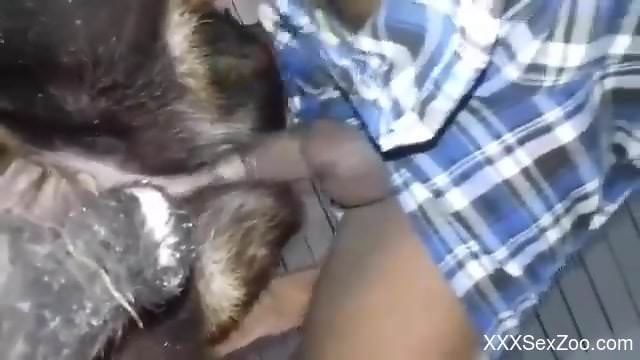 Dude fucking a dog's pussy savagely in a close-up vid