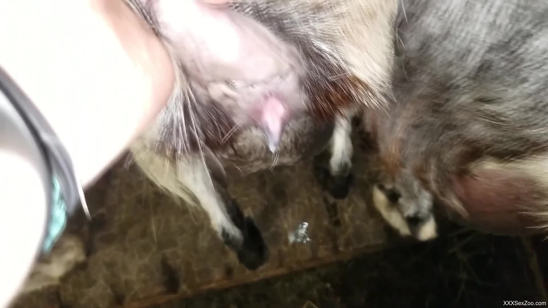 Animal's vagina gets screwed from behind BIG TIME