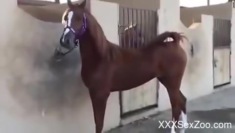 Sexy mare teasing the camera with her hot pussy