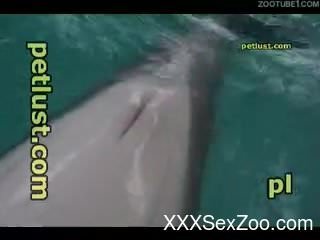Ultra marine animal sex video with a man and a dolphin