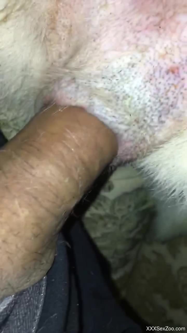 Dude fucking this animal butthole with passion