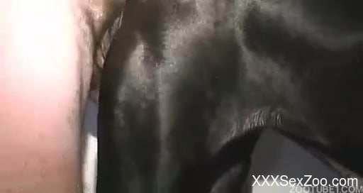 Good dog anal sex in missionary pose with a dirty owner