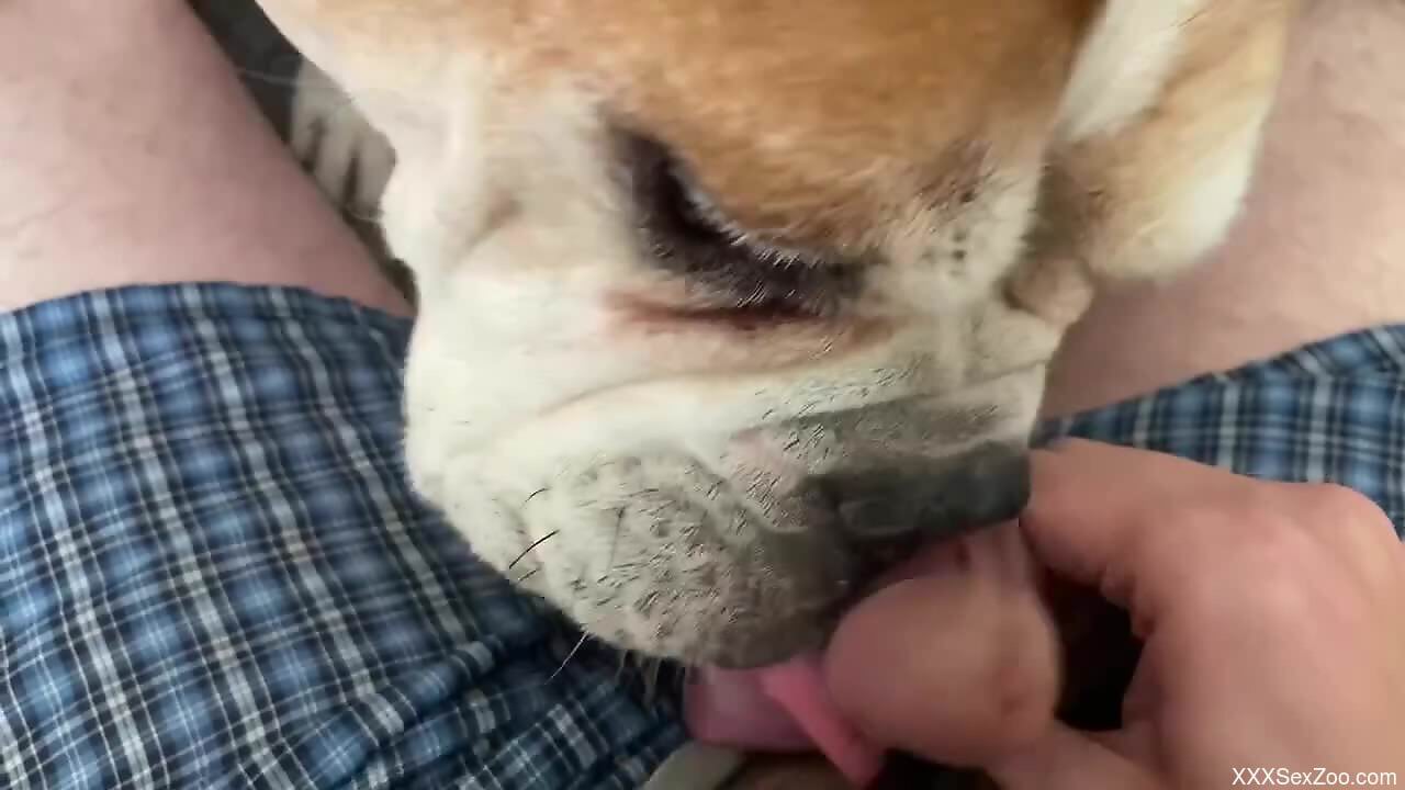 Amateur loves the curious bulldog licking his dick on cam