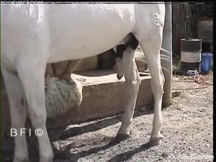 White horse gets a nice blowjob from a tanned slut