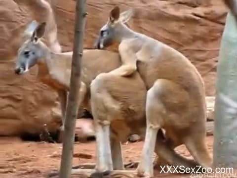 Visitor with camera films kangaroo fucking partner in zoo