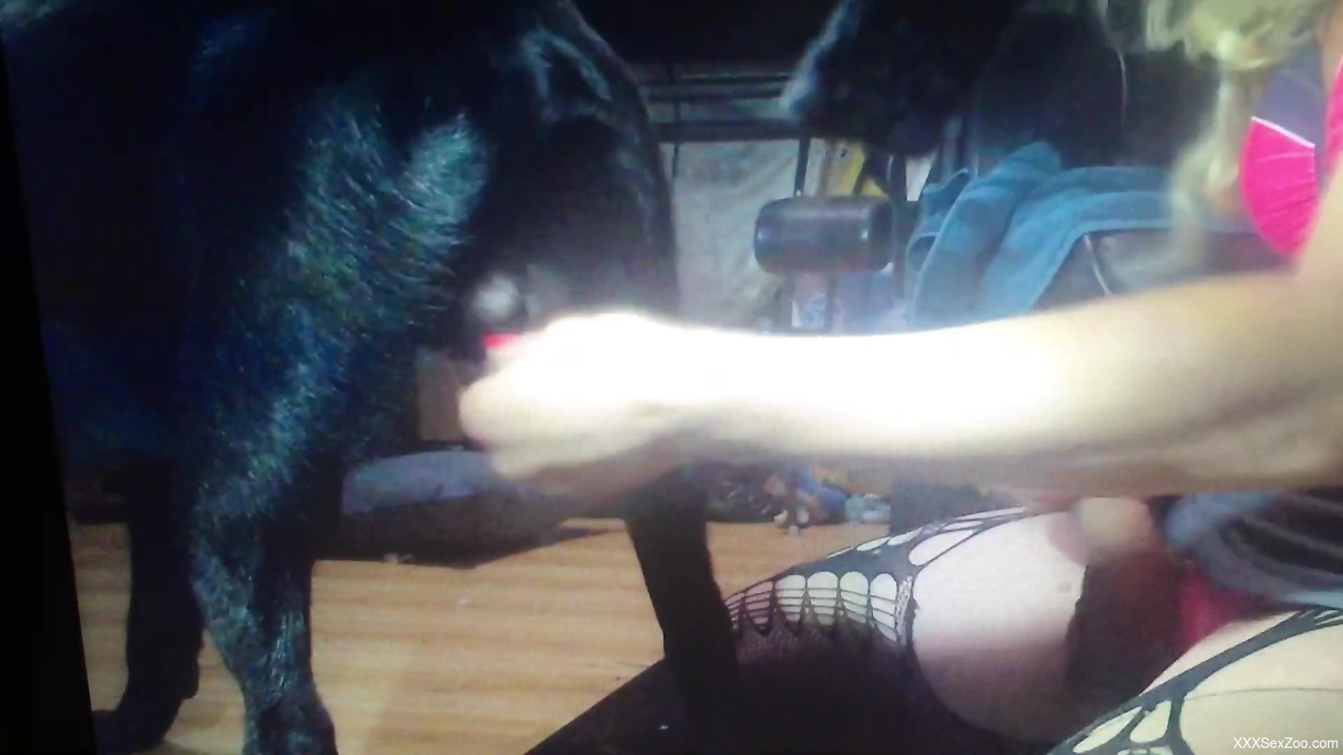 Black dog gets a nice handjob from a sexy zoophile