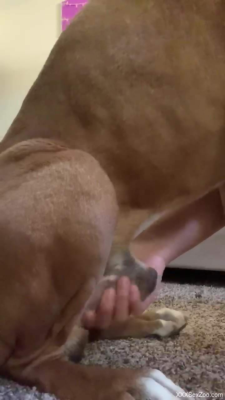 Loud dog porn at home for a slutty amateur woman on fire