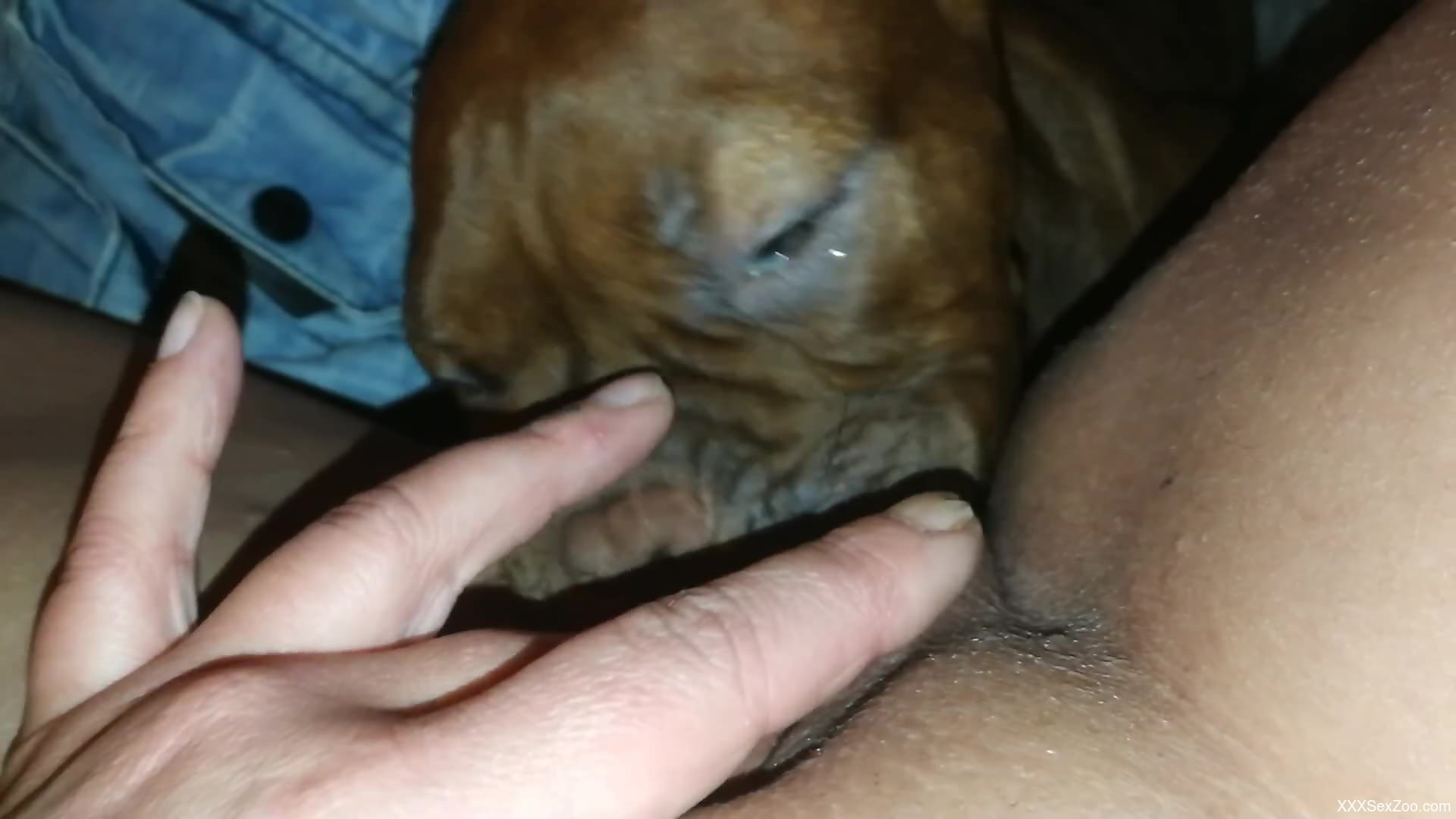 Slutty babe masturbates while getting licked by a dog