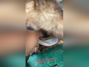 Amateur filled with dog cum