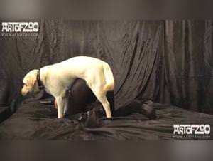 Hector Dog Sex XXX