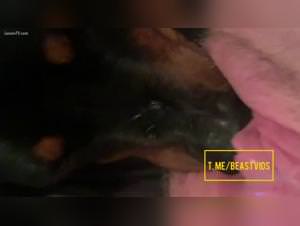 Doggie lick pussy, raw passion unleashed