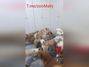 Asian dog sex frenzy: extreme bestiality