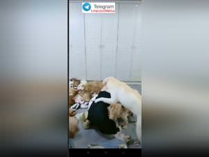 Chinese woman dog sex party 1