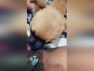 Dog Fuck Bitch Part 2