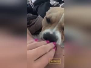 Dog licking, extreme bestiality sex