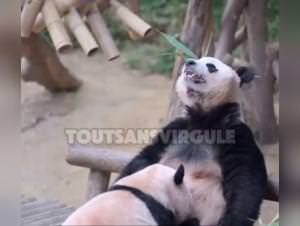 Un panda lustful: hardcore bestiality sex