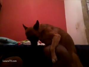 Dog Riding a Dirty Sl*t