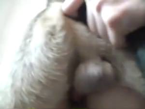 TickZoo Porno: Zoo School Bestiality Action