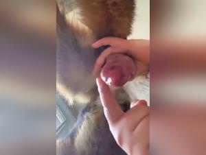 Obsessed mom gives her dog a hardcore handjob