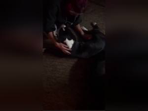 Beastporn: Mon Chien Me Prend Le Cul - Raw Footage