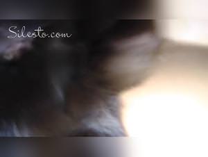 Dog Fucks Girl Party Vol.1