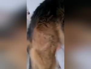 Dog fucks woman wild lust