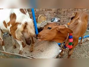 Feline brutality raw