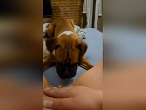 Amateur Dog Fuck Home Gift