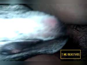 Dominate your slut, dog fucking hardcore