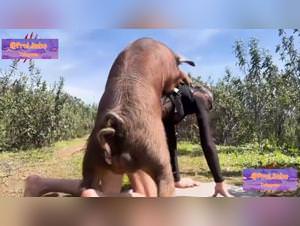Boar wild bestiality sex