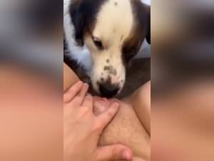 Dog fuck hardcore slut submission
