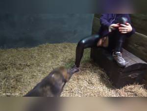 Yasmin, 2 Sows & 2 Dogs Extreme Sex