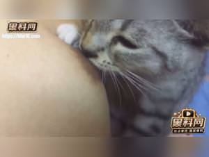 Feline lust, nipple sucking ecstasy