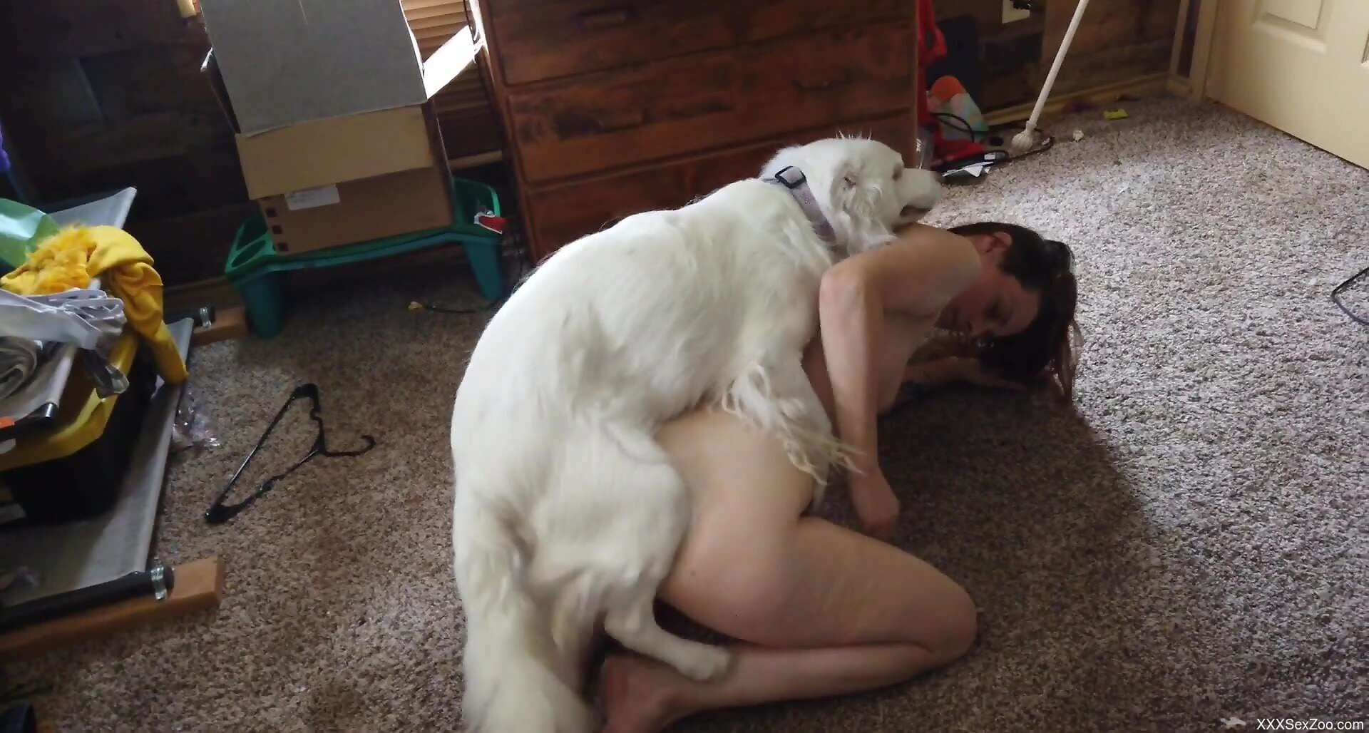 Sexy female lets furry white dog bang her tiny holes