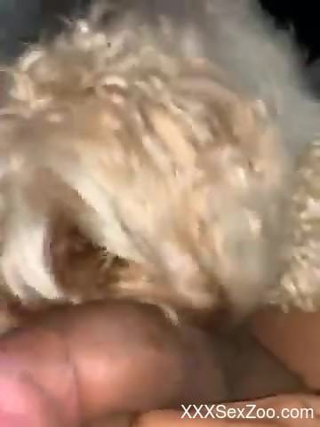 Dude's balls and cock gets licked by a sexy mutt