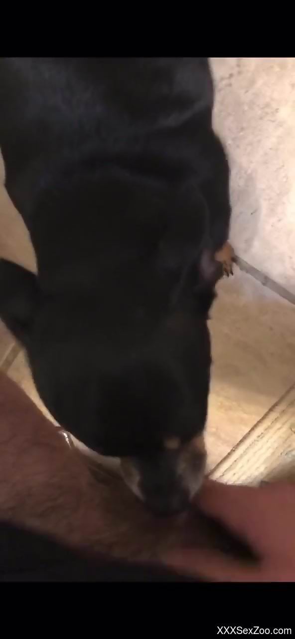 Cock-hungry dog deepthroating a dude's dick in POV