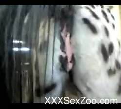 Close-up shots of a mare's beautiful pink pussy