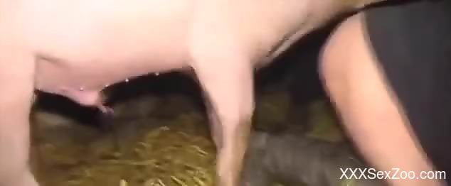 Strong compilation of real zoophilia with sexy women