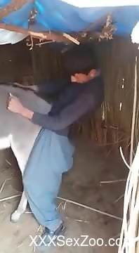 Sexy farmer fucking a donkey with his stiff peen