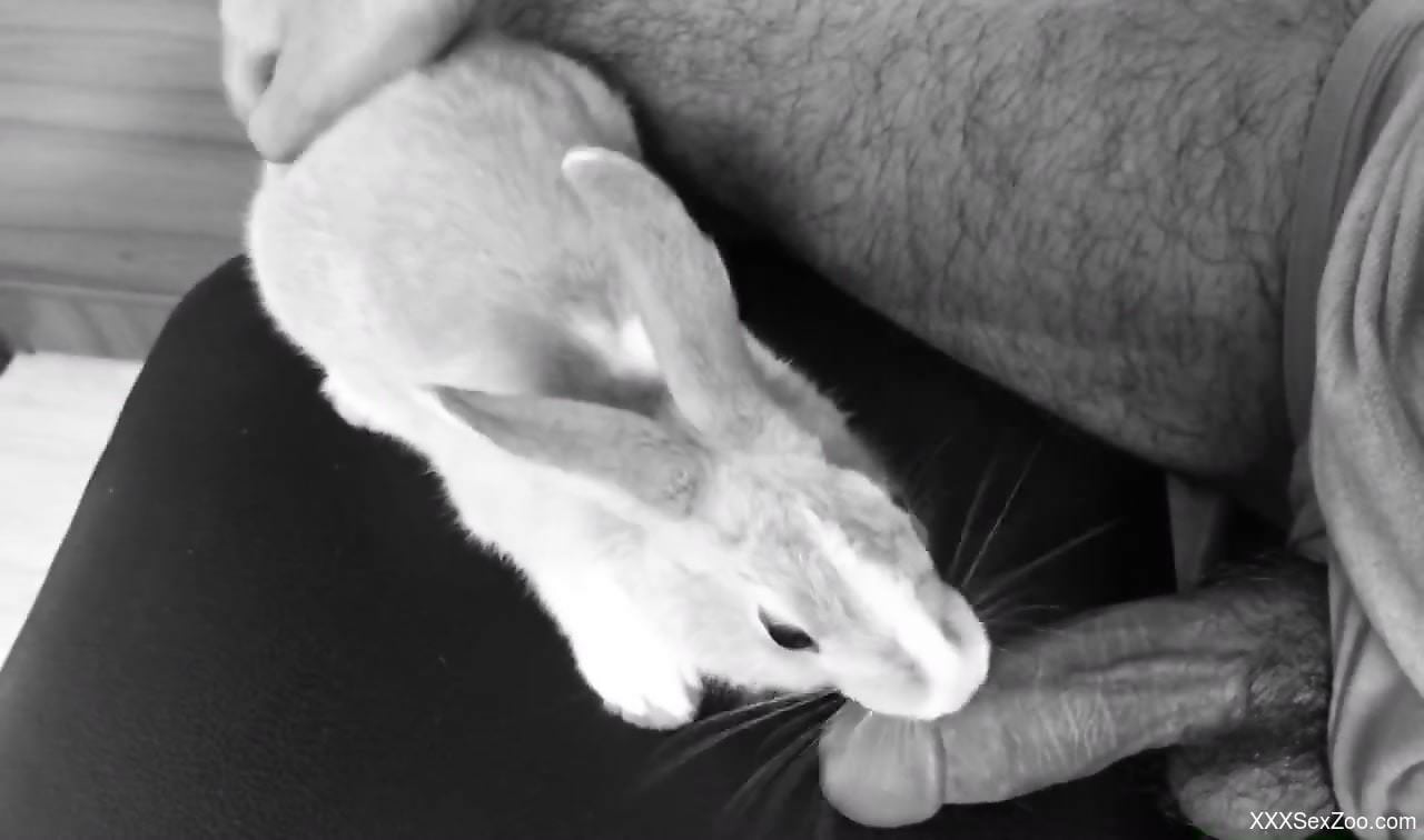 Rabbit licking a throbbing zoophile penis on camera